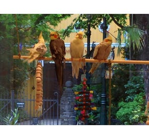 東京都のジブリ美術館前に「ことりカフェ吉祥寺」誕生! 店内には25羽の小鳥