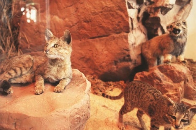 世界中の猫や絶滅したネコ科が大集合 猫の総合博物館がすごい マイナビニュース