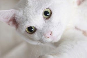 獣医師が教える猫の熱中症対策