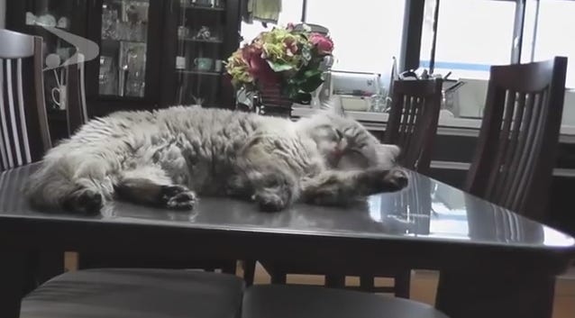 猫 ミール シベリア サイベリアン・フォレスト・キャットってどんな猫？ふわっふわな巨体がロシア原産の猫