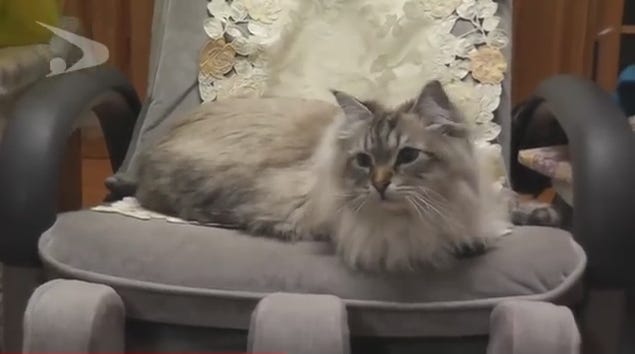 猫 ミール シベリア プーチン大統領が贈った猫「ミール君」その性格や日常について