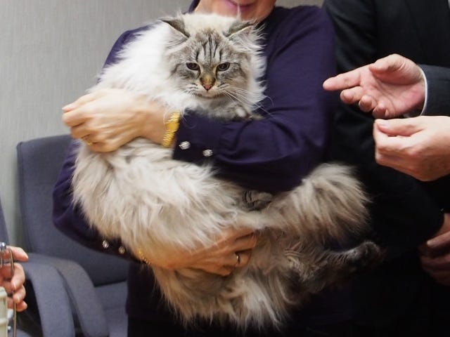 プーチン大統領から秋田県に贈られた猫 ミール君 は今 マイナビニュース