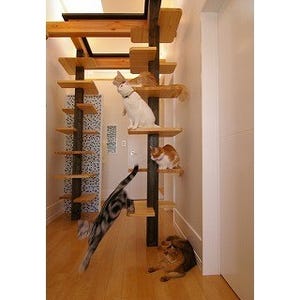 猫が快適に暮らせる家を一級建築士がデザインするとこうなる!