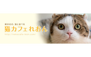 あのブサカワ猫がいる老舗猫カフェの来場者が10万人突破!