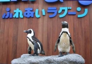 神奈川県 ラゾーナ川崎プラザにペンギンが 妖怪ウォッチのあのキャラも マイナビニュース