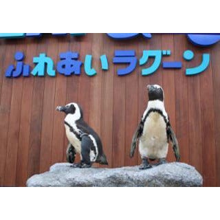 神奈川県 ラゾーナ川崎プラザにペンギンが 妖怪ウォッチのあのキャラも マイナビニュース