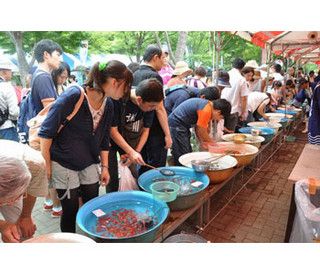 東京都江戸川区で「金魚まつり」開催! 2万匹の金魚すくいで大会も実施