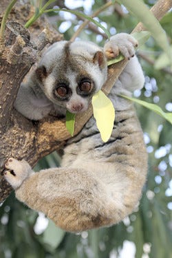 東京都 池袋の 毒毒毒毒毒毒毒毒毒展 には かわいいあの動物も マイナビニュース