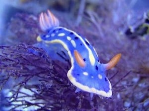 大阪府・minimini水族館で、不思議&カラフルな海の宝石ウミウシ展