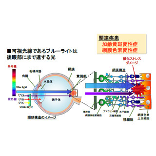 なぜledによるブルーライトが目に悪いのか 岐阜薬科大が仕組みを解明 Tech