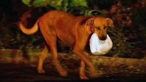 お腹を空かした動物たちのため、自分がもらった餌を口にくわえて運び続ける犬(ブラジル)