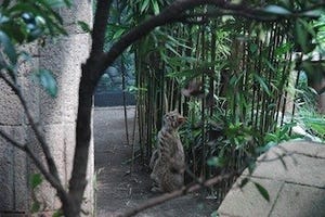 東京都・井の頭自然文化園で誕生したヤマネコの子の名前が決定!