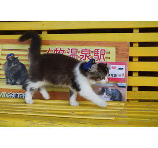 あの猫駅長に弟子が! 見習い駅員は小さな子猫