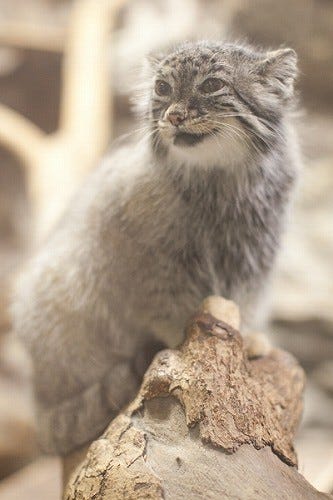 東京都 上野動物園にいるマヌルネコが可愛すぎる マイナビニュース