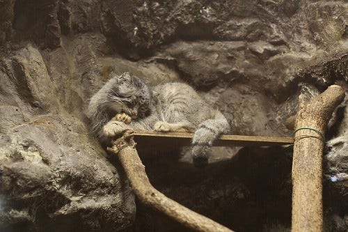 東京都 上野動物園にいるマヌルネコが可愛すぎる マイナビニュース