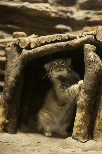 東京都 上野動物園にいるマヌルネコが可愛すぎる マイナビニュース