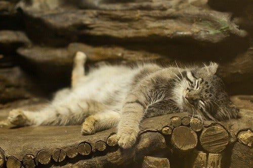 東京都 上野動物園にいるマヌルネコが可愛すぎる マイナビニュース