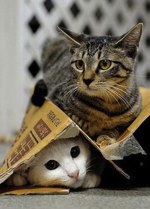 東京都 荻窪の 猫付きシェアハウス がクラウドファンディングを開始 マイナビニュース