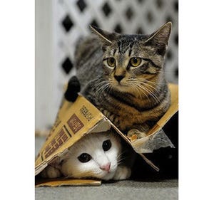 東京都・荻窪の「猫付きシェアハウス」がクラウドファンディングを開始