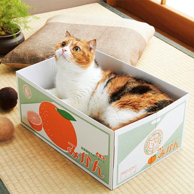 一見みかん箱にしか見えない猫専用爪とぎ箱が発売 マイナビニュース