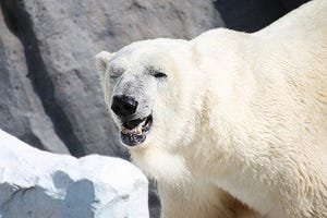 東京都・上野動物園の"水と氷の回廊"で大迫力の巨大白クマを見てきた