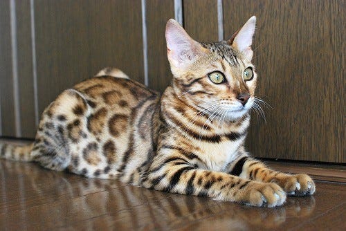 家でヒョウが飼える ベンガル猫が人気急上昇中 マイナビニュース