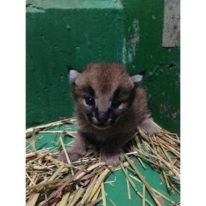 広島県 福山市立動物園のネコ科 カラカルの赤ちゃんの名前が決定 マイナビニュース