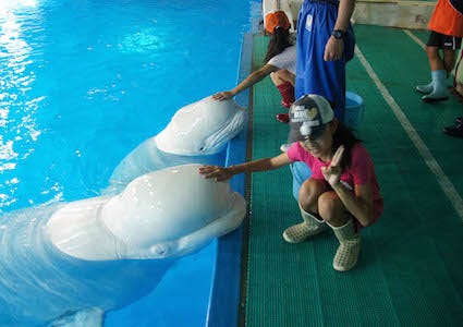 水族館で働ける 千葉県 鴨川シーワールドで 職業体験イベント開催 マイナビニュース