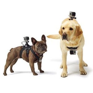 これで愛犬が名カメラワンに、GoProから犬用ハーネスマウント「Fetch」