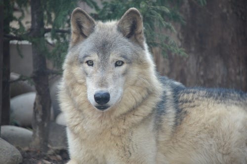 息を飲むほど美しい狼 シンリンオオカミが北海道にいた マイナビニュース