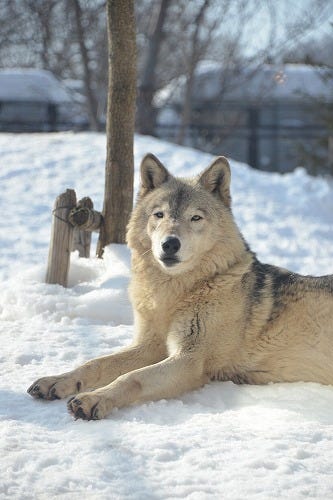 息を飲むほど美しい狼 シンリンオオカミが北海道にいた マイナビニュース