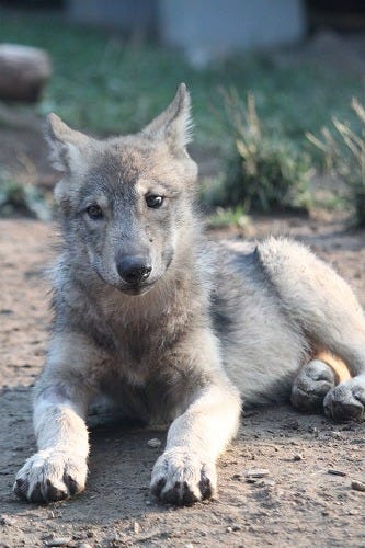 息を飲むほど美しい狼 シンリンオオカミが北海道にいた マイナビニュース