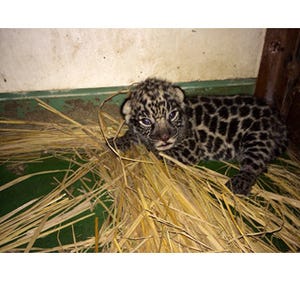 大阪府・天王寺動物園で、ネコ科のジャガーの赤ちゃんが誕生