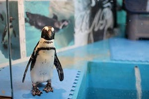 東京都・池袋にあるペンギンのいるBARに行ってみた