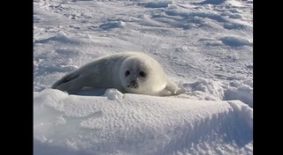 アザラシの赤ちゃんの涙