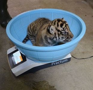 神奈川県横浜市で実施 トラの赤ちゃん体重測定が可愛すぎる マイナビニュース