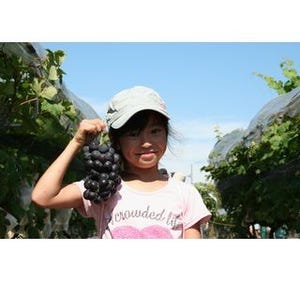 新潟県のワイナリーで「ぶどう収穫祭とワイン祭り」開催 - 高級ぶどうも