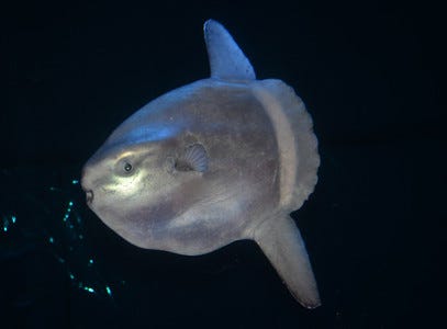 ジャンプして着水するとマンボウは死ぬ って本当 水族館に聞いてみた マイナビニュース