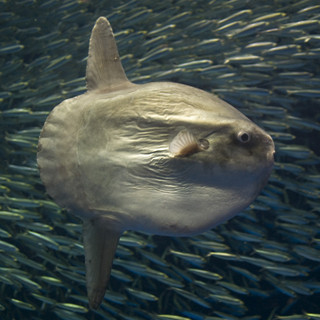 「ジャンプして着水するとマンボウは死ぬ」って本当!? 水族館に聞いてみた