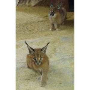 広島県・福山市立動物園のネコ科・カラカルの赤ちゃんの名前が決定!
