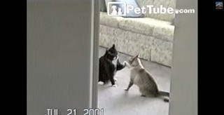 2匹の猫によるハイタッチが上手!! 何度もタッチする愛らしい姿