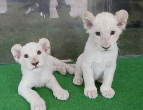 兵庫県 姫路セントラルパークで 双子のホワイトライオンの赤ちゃん公開中 マイナビニュース