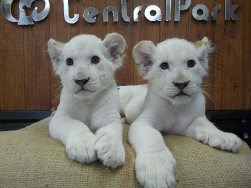 兵庫県 姫路セントラルパークで 双子のホワイトライオンの赤ちゃん公開中 マイナビニュース