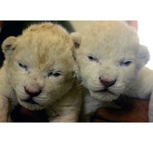 兵庫県・姫路セントラルパークで、双子のホワイトライオンの赤ちゃん公開中!