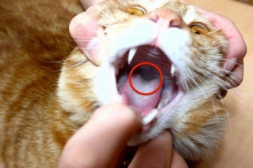 猫が薬を飲んでくれない どうすればいい 獣医師が解説 マイナビニュース