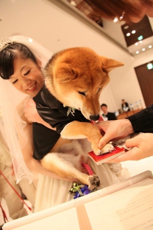 愛猫 愛犬と一緒に結婚式 お値段はなんと驚きの安価 マイナビニュース