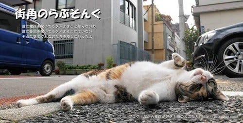 東京都豊島区の保護猫カフェで 猫写真展 街角のらぶそんぐ 開催 マイナビニュース