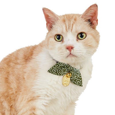 これぞまさに 猫に小判 小判つきの猫の首輪が可愛い マイナビニュース