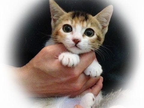 東京都豊島区で 可愛い猫たちの里親を募集中 合計7匹 マイナビニュース