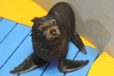 京都府 京都水族館で誕生したオットセイの赤ちゃんが可愛すぎる マイナビニュース